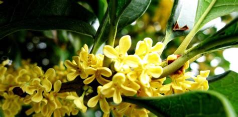 桂花寓意|桂花的象征意义及寓意（桂花的文化内涵与人生哲理）…